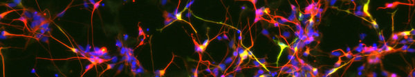 Wissenschaftliches Netzwerk