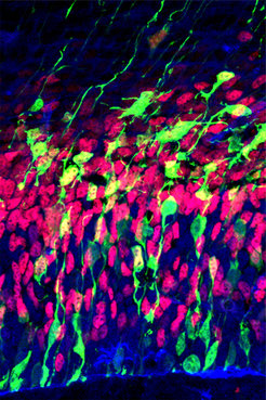 Tissue section of an embryonic cortex:In the tissue section, neurons can be observed during development. Intermediate cells are stained in red. Precursor cells are stained in blue. Actively differentiating cells are marked in green.